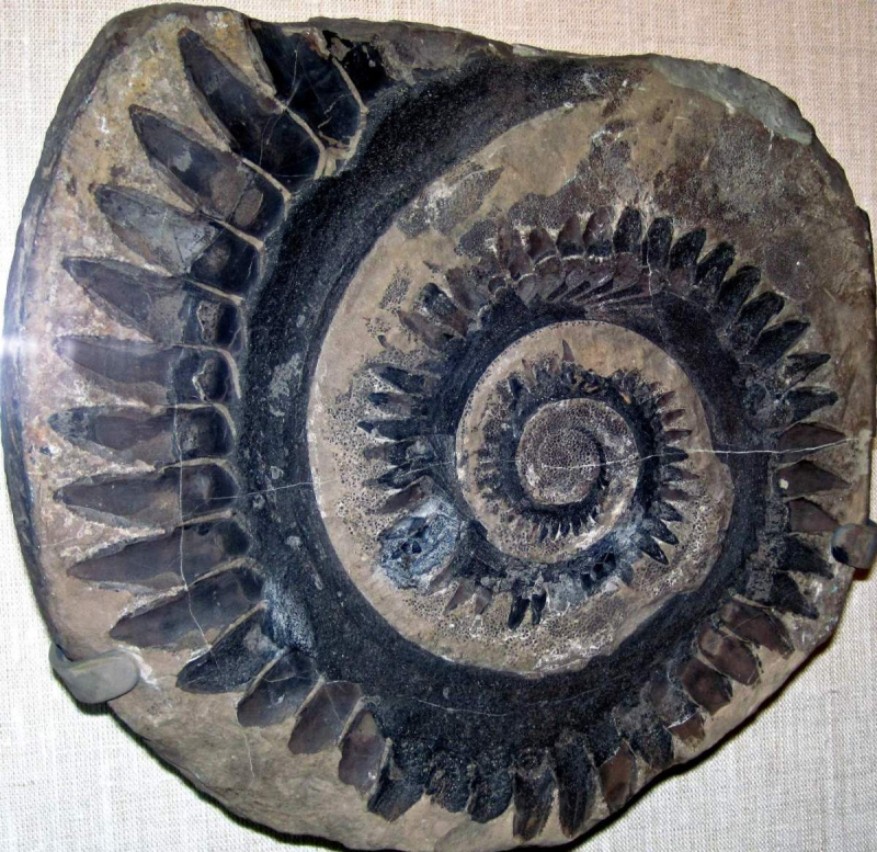 The Helicoprion Was A Shark With A Buzzsaw In Its Mouth