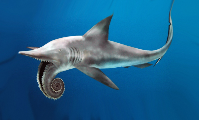 The Helicoprion Was A Shark With A Buzzsaw In Its Mouth
