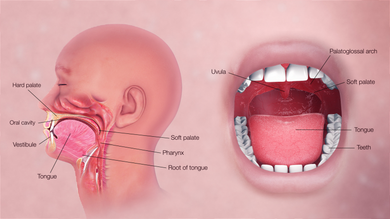 Photo by  Wikimedia Commons (https://upload.wikimedia.org/wikipedia/commons/5/5e/3D_Medical_Animation_Oral_Cavity.jpg)