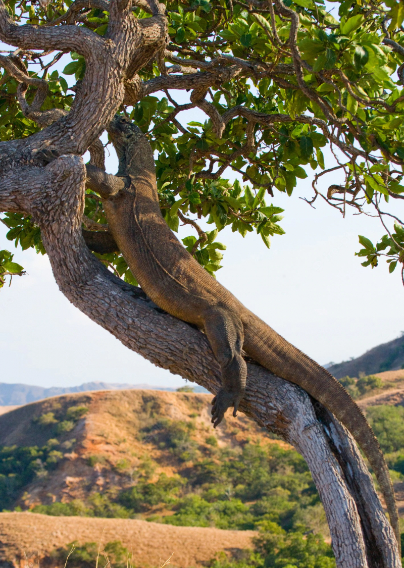 Photo:  Freepik - Komodo dragon is climbing up a tree