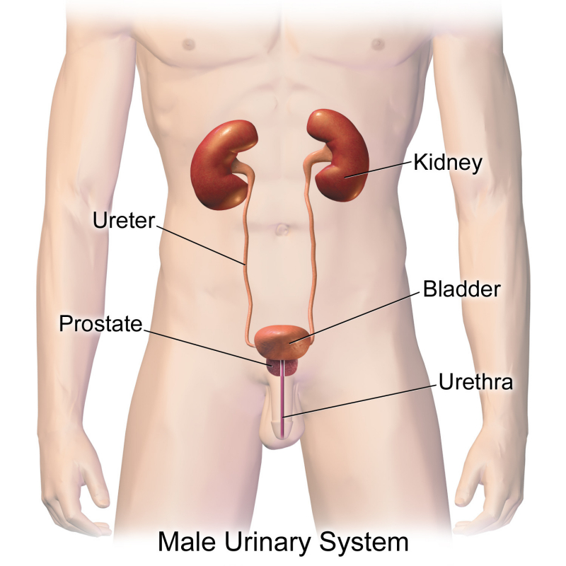 Photo on  Wikimedia Commons (https://upload.wikimedia.org/wikipedia/commons/6/6d/Urinary_System_%28Male%29.png)