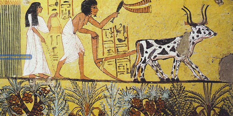 The plow revolutionized farming in ancient Egypt. - ART IMAGES/GETTY IMAGES