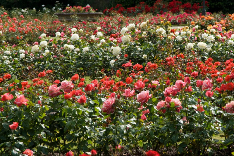 The Rose Garden, Greenwich Royal Park, Greenwich
