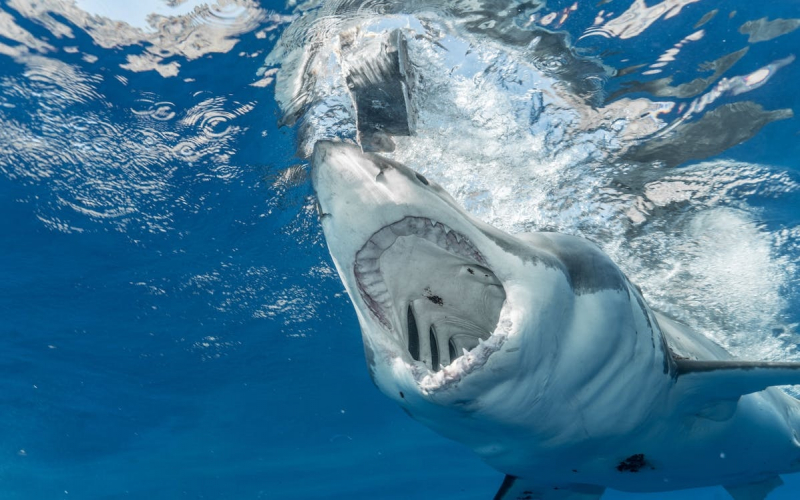Photo on Pexels: https://www.pexels.com/photo/scary-shark-opening-mouth-in-water-6497794/