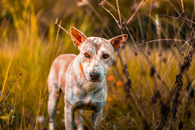 Photo by Julian Paolo Dayag: https://www.pexels.com/photo/an-abandoned-dog-in-the-wild-2887566/