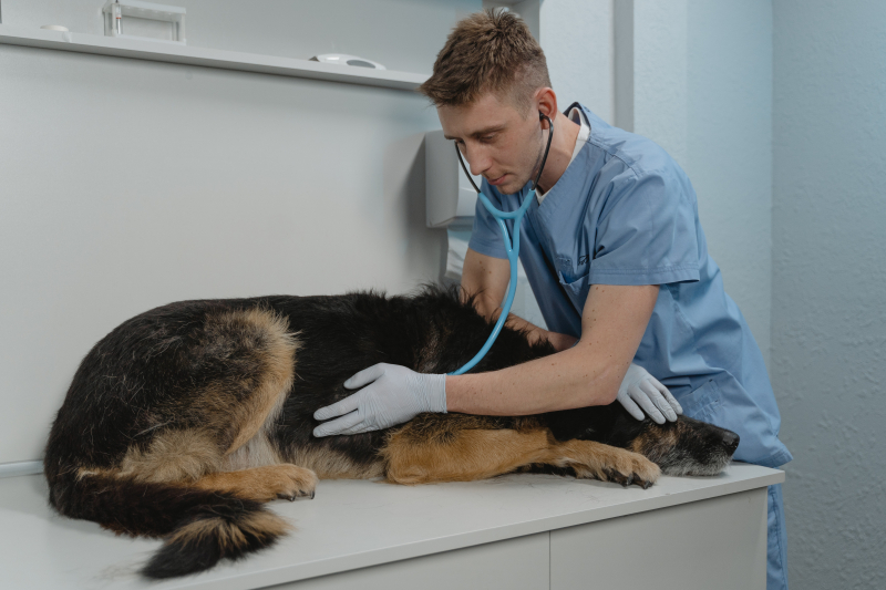 Photo by Tima Miroshnichenko on Pexels  https://www.pexels.com/photo/a-veterinarian-checking-a-sick-dog-using-a-stethoscope-6235233/