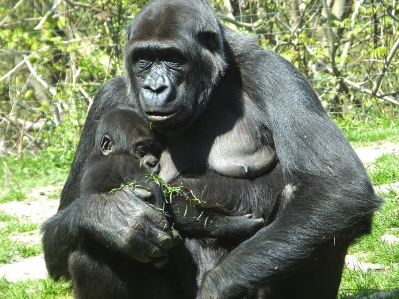Photo: https://www.gorillas-world.com/