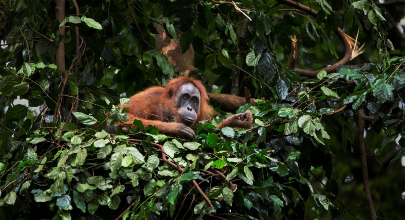 Photo: orangutans-sos.org