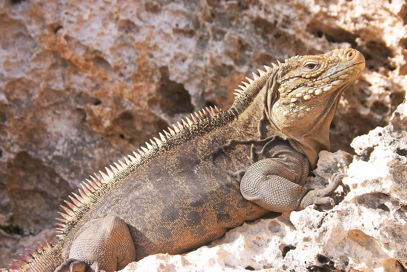 Rock Iguana - en.wikipedia.org