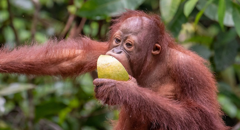 Photo: orangutanfoundation