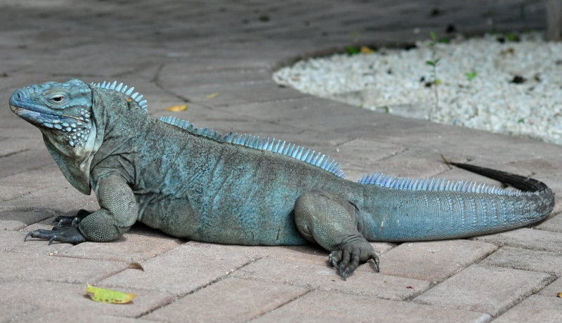 Blue Iguana - reptilescove.com