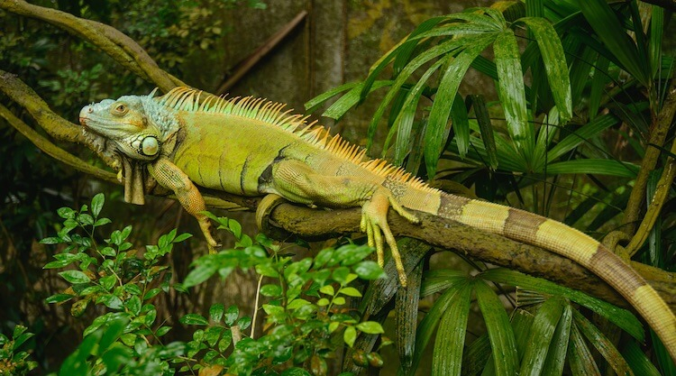 Green Iguana - reptilescove.com