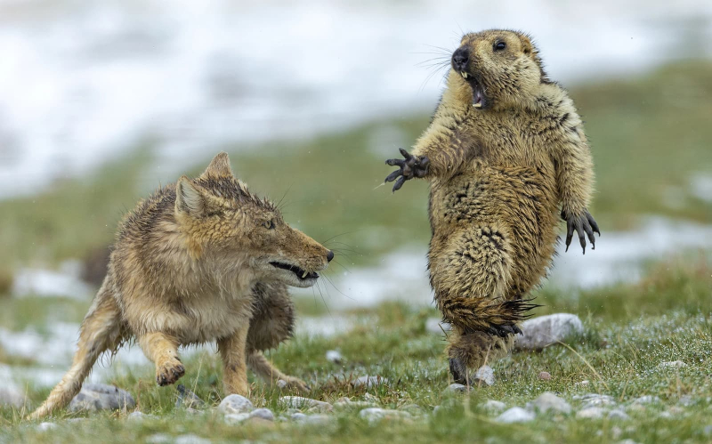 The moment: Tibetan fox versus marmot (China Dialogue)