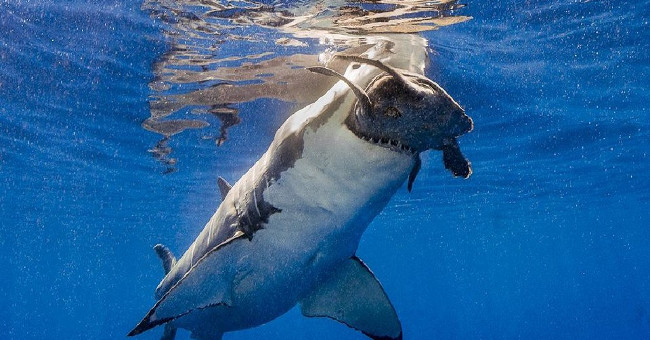 What sharks eat sea turtles