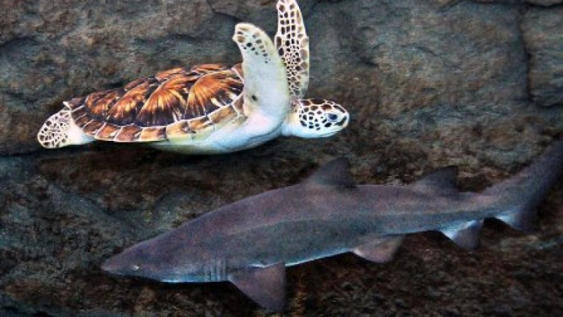 Photo: https://seaturtleexploration.com/sharks-and-sea-turtles/