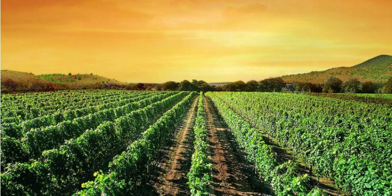 Tikves Wine Region. Photo: explore.mk