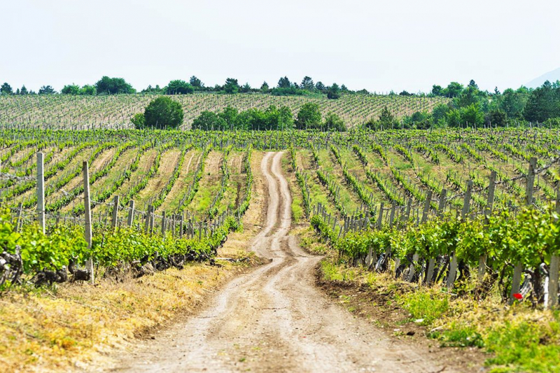 Tikves Wine Region. Photo: iconic-life.com