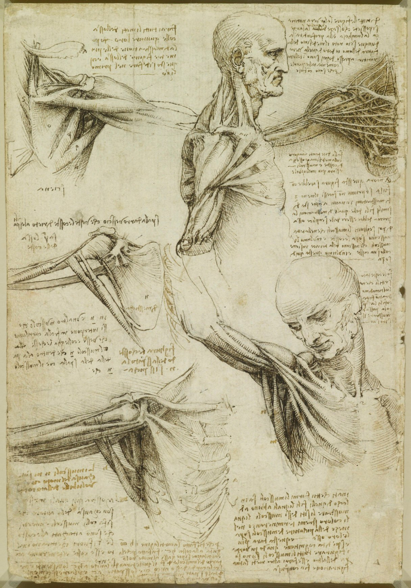 Photo: Superficial anatomy of the shoulder and neck, c. 1510 - rct.uk