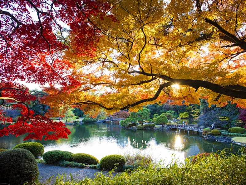 The Shinjuku Gyoen National Garden, Tokyo. Photo: lonelyplanet.com