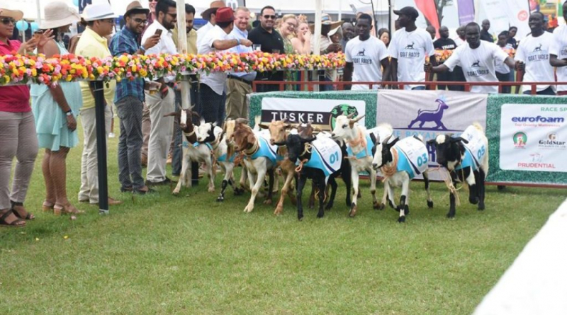 Royal Ascot Goat Races. Photo: guide2uganda.ug