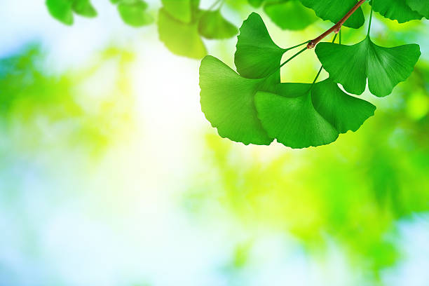 Can Improve Asthma and COPD Symptoms