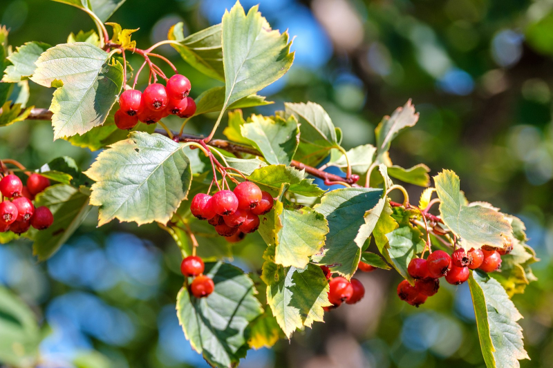 Try hawthorn berry extract