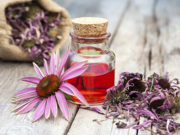 Echinacea | Herbal Remedies (Via: Dr. Weil)