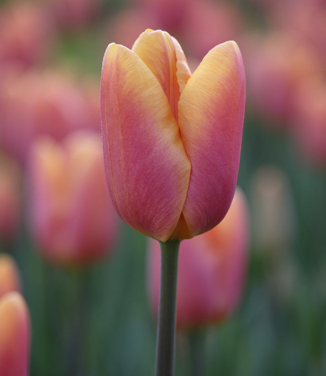 Photo: Tulip store