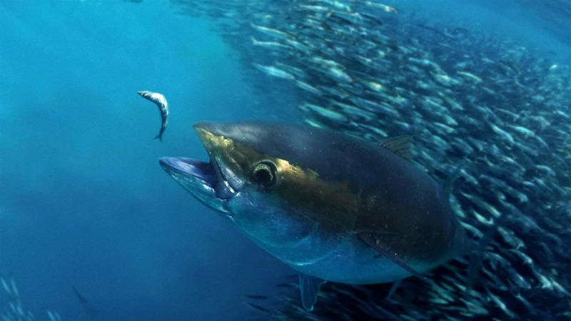 Photo: https://www.pewtrusts.org/en/research-and-analysis/issue-briefs/2018/07/the-story-of-atlantic-bigeye-tuna