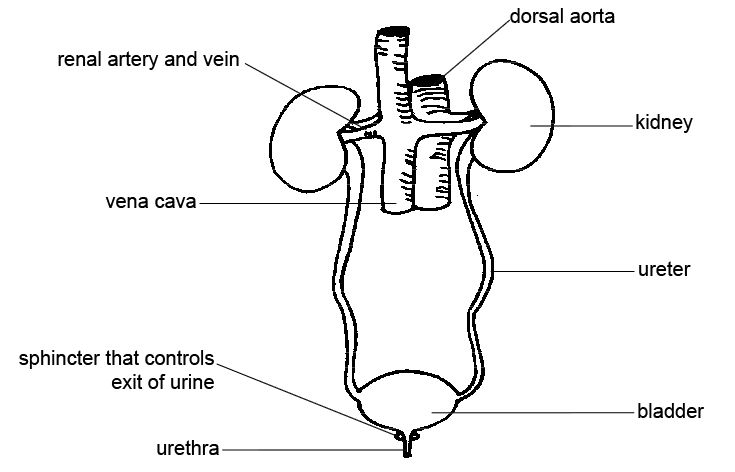 Photo on  Wikimedia Commons (https://upload.wikimedia.org/wikipedia/commons/5/5f/Anatomy_and_physiology_of_animals_Urinary_system.jpg)
