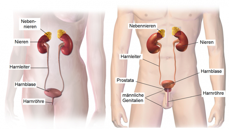 Photo on  Wikimedia Commons (https://upload.wikimedia.org/wikipedia/commons/a/a5/Human_Urinary_System.png)