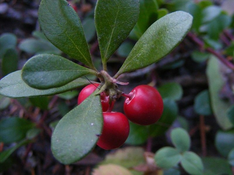 Uva ursi (bearberry leaf)