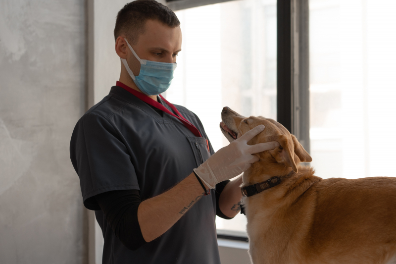 Photo by Mikhail Nilov on Pexels (https://www.pexels.com/photo/a-doctor-checking-the-dog-7470634/