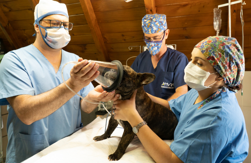 Photo by JUAN FIGUEROA: https://www.pexels.com/photo/vets-putting-a-dog-under-anesthesia-7121954/