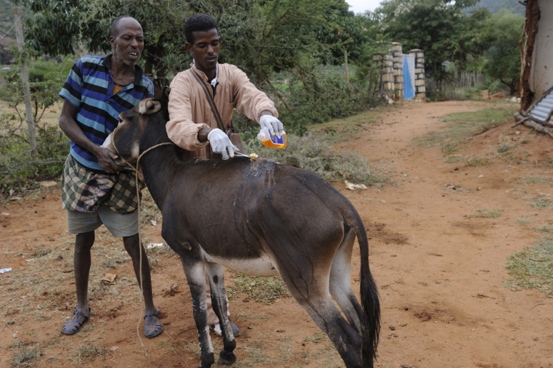 Image from Wikimedia Commons (https://upload.wikimedia.org/wikipedia/commons/f/f7/Veterinary_Outreach_Hawaye_Kebele_Ethiopia.jpg)
