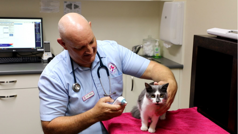 Photo by Morgan Everett (https://www.bundabergnow.com/2020/03/10/cats-friendly-sugarland-animal-hospital/)