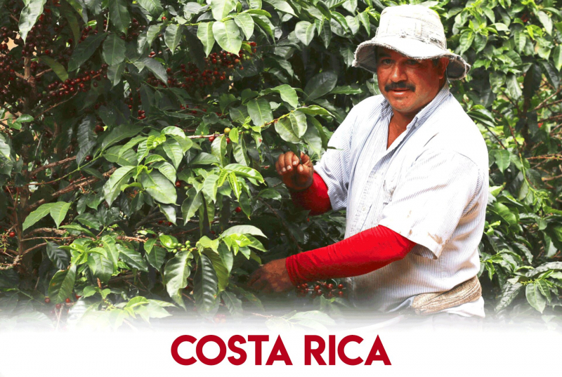 Photo: https://43factory.coffee/our-stories/costa-rica/