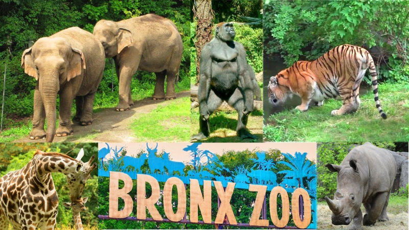 is the bronx zoo free admission on wednesdays