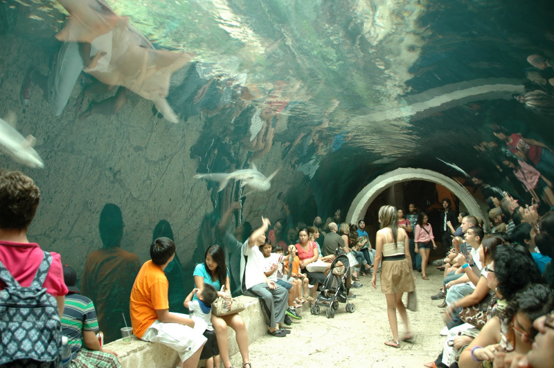 Visit the Dallas World Aquarium
