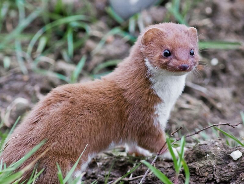 Photo:  Live Science - Weasels