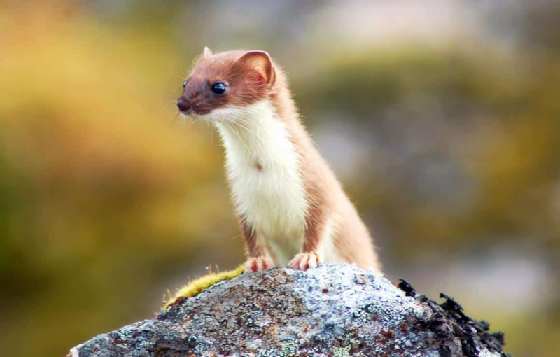 Photo: https://a-z-animals.com/blog/what-do-weasels-eat/