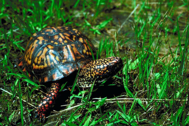 Photo: https://www.timesfreepress.com/news/chatter/story/2020/may/01/how-common-box-turtle-became-one-most-heavily-trafficked/521651/