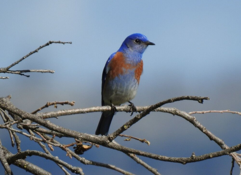 Photo: Sacramento Audubon Society