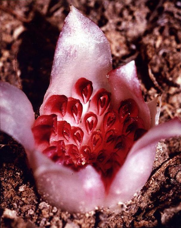 Source: The Orchids of Western Australia