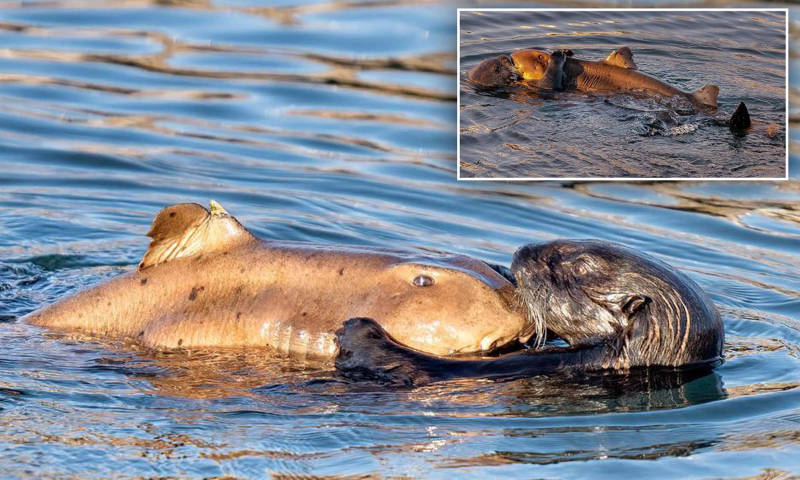 Photo: Daily Mail - Sea otter was eaten by a white shark