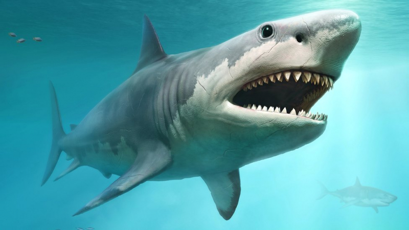 Photo: BBC - White sharks