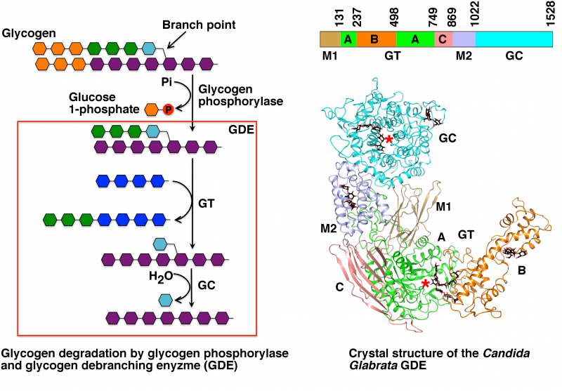 Photo on  Wikimedia Commons (https://commons.wikimedia.org/wiki/File:Function_and_Structure_of_Eukaryotic_Glycogen_Debranching_Enzyme.jpg)