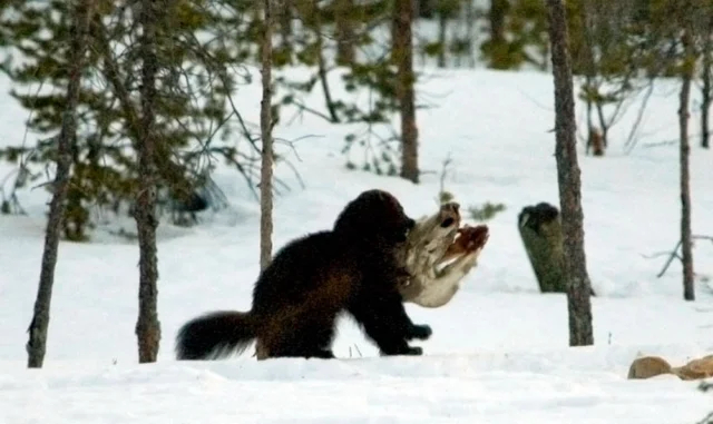 Photo:  Reddit -  Wolverine eating a moose head