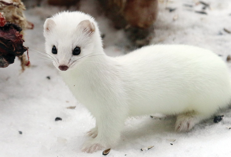 Screenshot of http://www.timberjay.com/stories/weasels-winter-white,17269