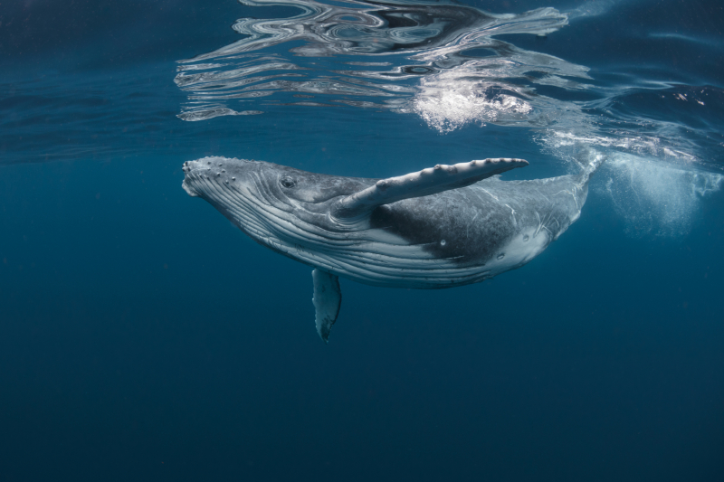 Screenshot of https://www.discoverwildlife.com/animal-facts/marine-animals/humpback-whale-facts